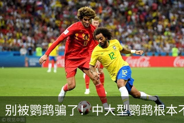 别被鹦鹉骗了！中大型鹦鹉根本不是宠物，是会飞的野生猛禽！